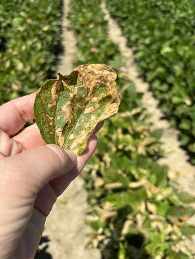 Up-close photo of a soybean leaf with speckled necrosis.