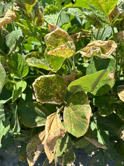 Up-close photo of soybean leaves with speckled necrosis.