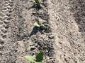 Tobacco field affected by Granville wilt