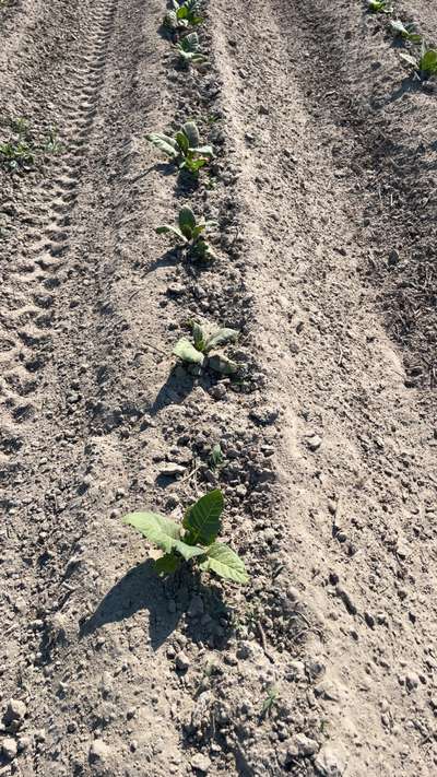 Tobacco field affected by Granville wilt