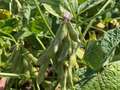 Up-close photo showing brown stink bug on soybean pod.