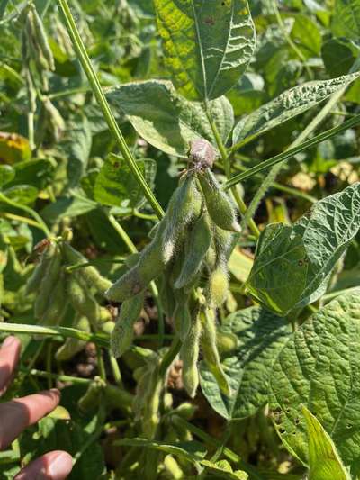 Up-close photo showing brown stink bug on soybean pod.