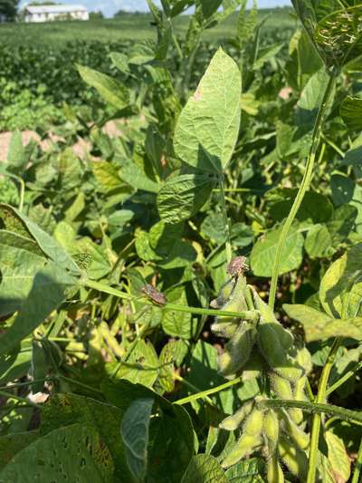 Up-close photo showing multiple brown stink bugs on soybean plant.