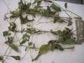 Soybean leaves