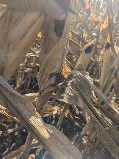 Dry corn plant with the ear showing black and white growth on the husk