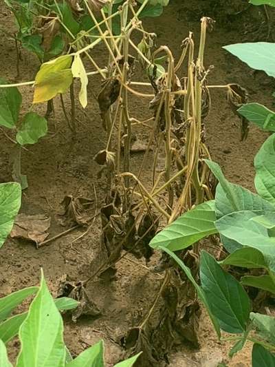 Soybean plant