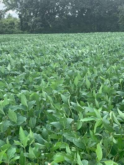 Soybean field