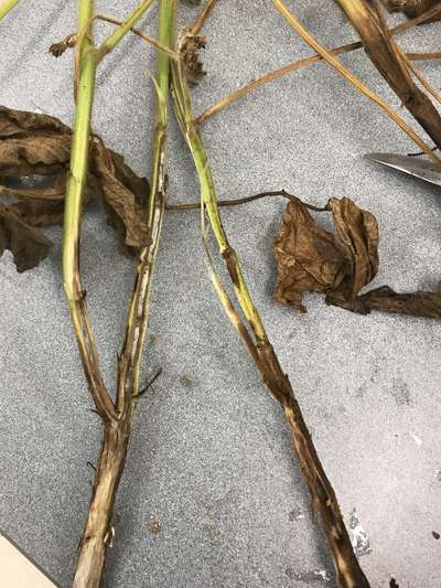 Soybean stems
