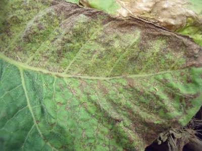 Tobacco leaf with TSWV