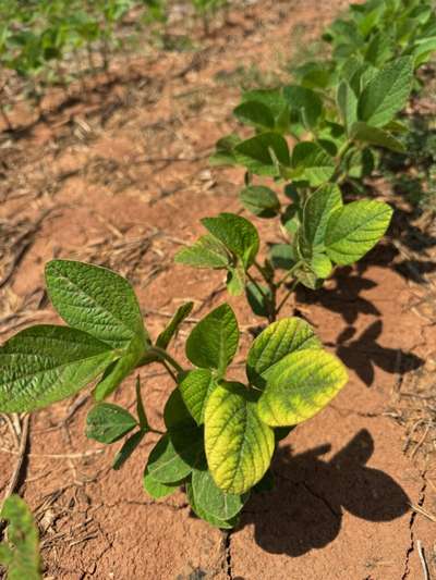 SOybeans with lower leaves with chlorotic veins