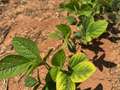 SOybeans with lower leaves with chlorotic veins