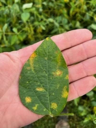 Soybean leaf