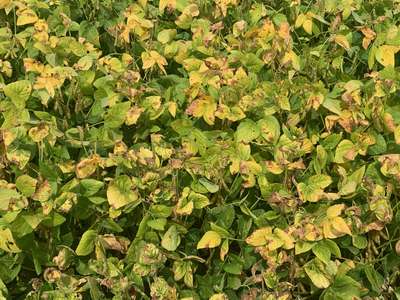 Soybean plants