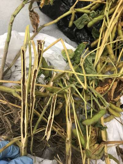 Soybean stems