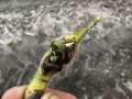 Up-close photo of soybean pod with sprouting seeds