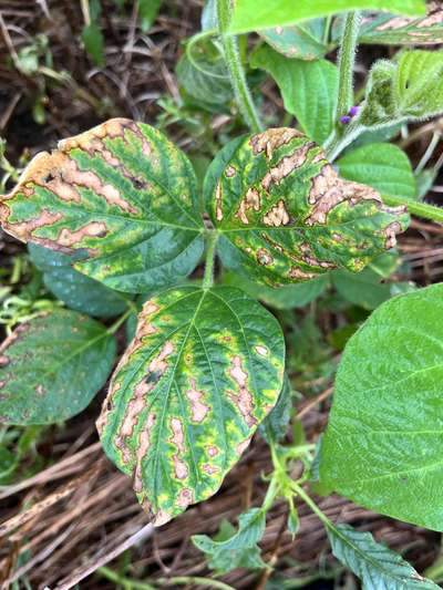 Soybean leaves