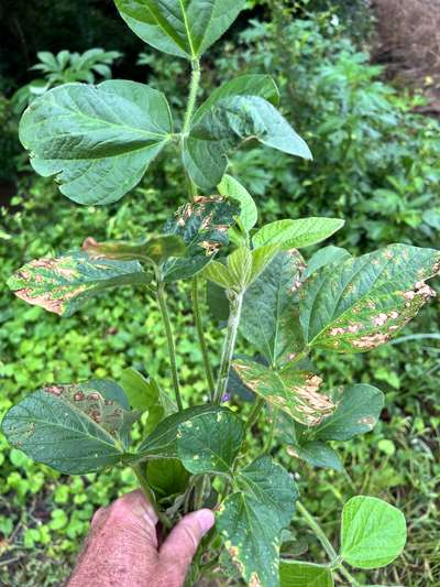 Soybean leaves
