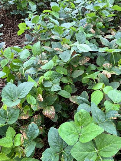 Soybeans in field