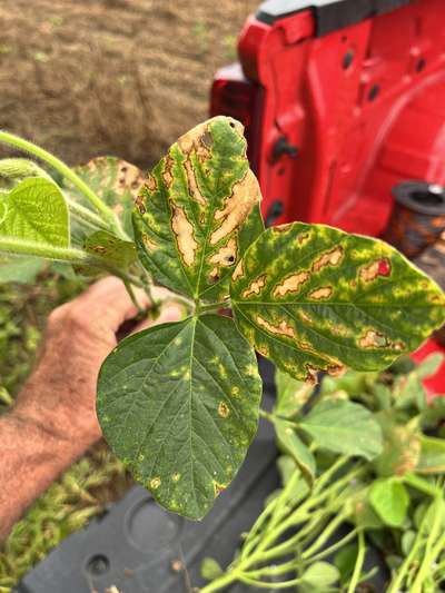 Soybean leaves