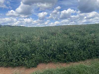 Affected soybean field