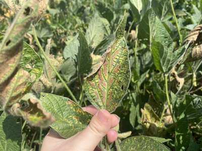 Soybean leaf with yellowing and browning
