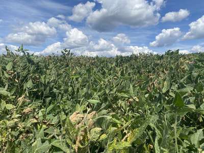 Soybean field where the yellowing and browning are visible