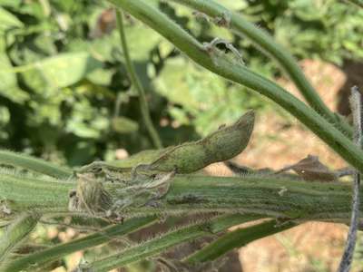 Soybean pod with browning around the edges