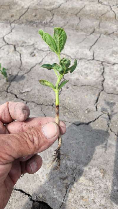 Soybean stem