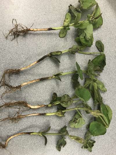 Soybean stems