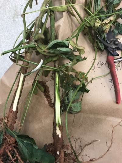 Soybean stems