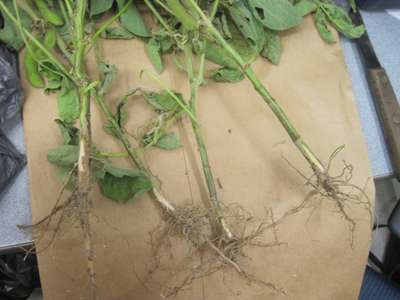 Soybean stems