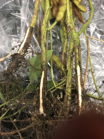 Soybean stems
