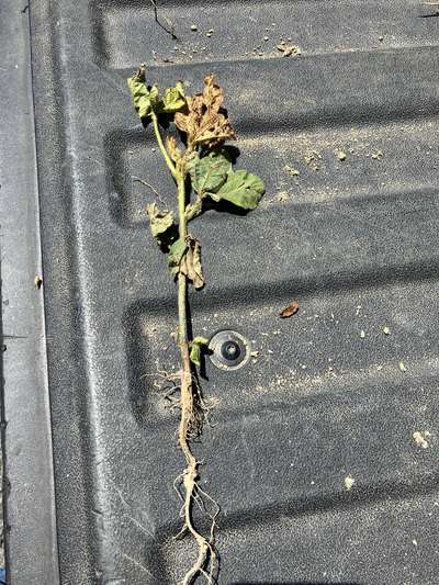 Up-close photo of a single soybean plant showing the whole plant with roots and necrosis.