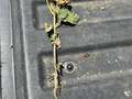 Up-close photo of a single soybean plant showing the whole plant with roots and necrosis.