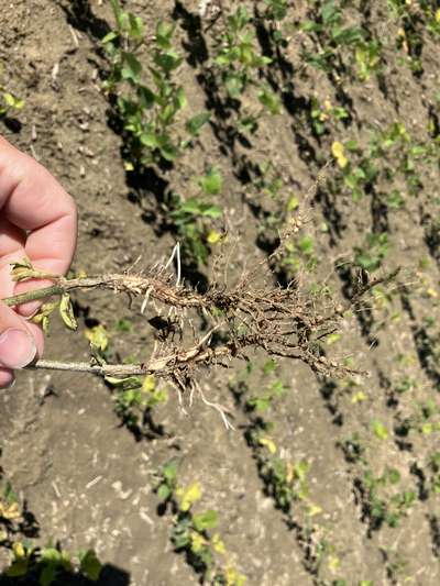 Up-close photo of soybean roots with discoloration.