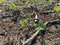 Up-close photo of multiple soybeans with stems eaten