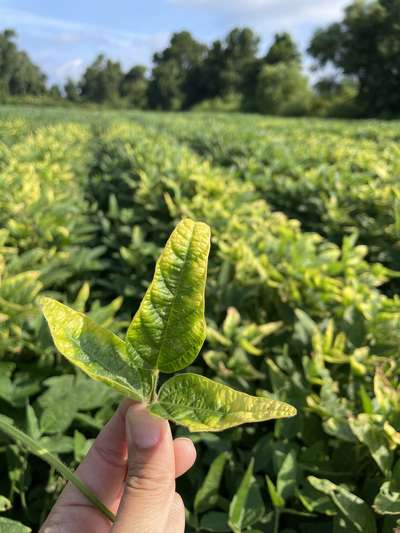 Up-close photo of a soybean trifoliolate showing yellowing around the margins