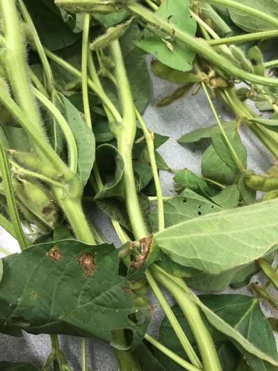 Soybean plant
