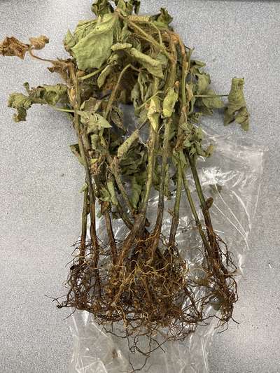 Soybean plant
