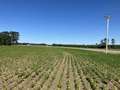 Soybean field
