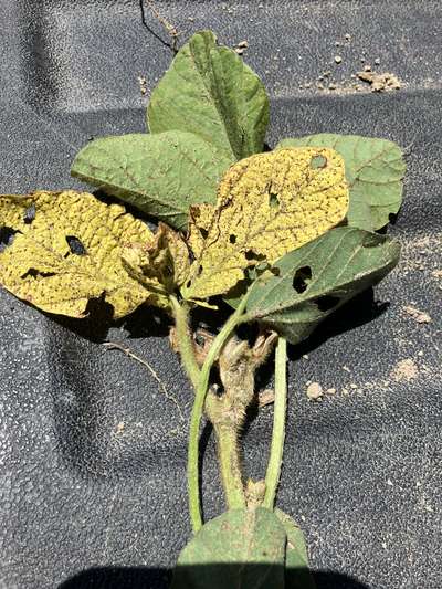 Soybean leaves