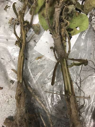 Soybean stems