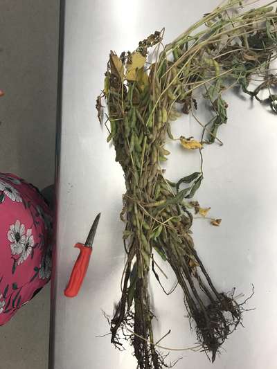 Soybean plant