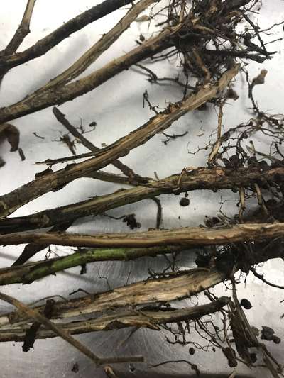 Soybean stems