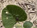 Up-close photo of a soybean leaf with small circular holes chewed on it. A bean leaf beetle was observed.