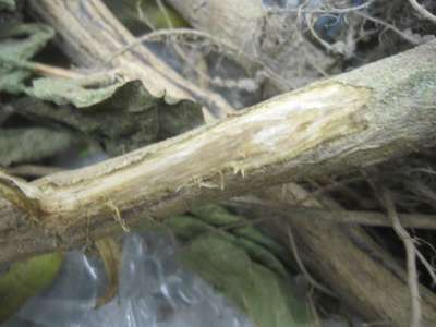 Soybean stem with signs of charcoal rot