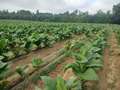 Tobacco field affected by Granville wilt, with yellowing and wilting plants