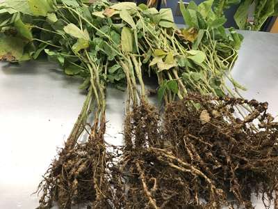 Soybean plants