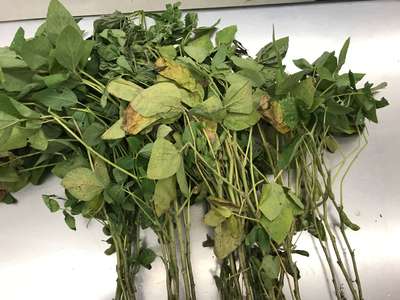 Soybean plants