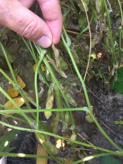 Soybeans in field